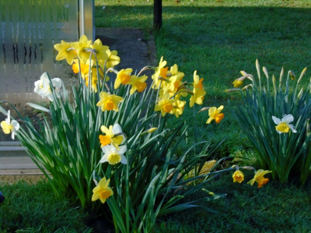 arabellasambrosia16th march 013